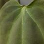 Anthurium Napo
