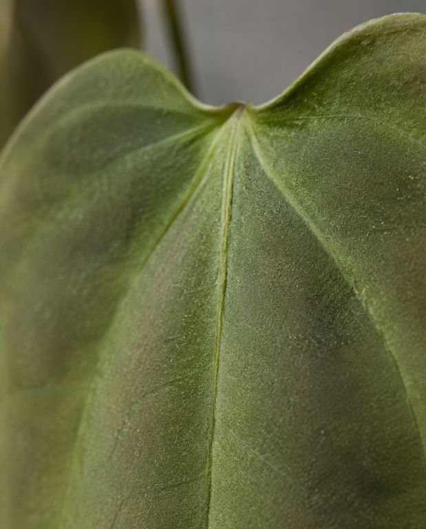 Anthurium Napo