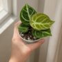 Anthurium Dorayaki