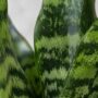 Sansevieria Trifasciata Black Coral