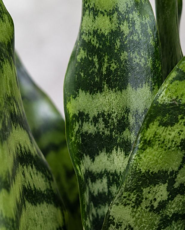 Sansevieria Trifasciata Black Coral