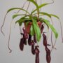 Nepenthes Monkey Jars Bill