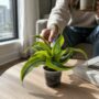 Dracaena Lemon Surprise