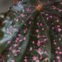 Begonia Hovaria Pink Linda