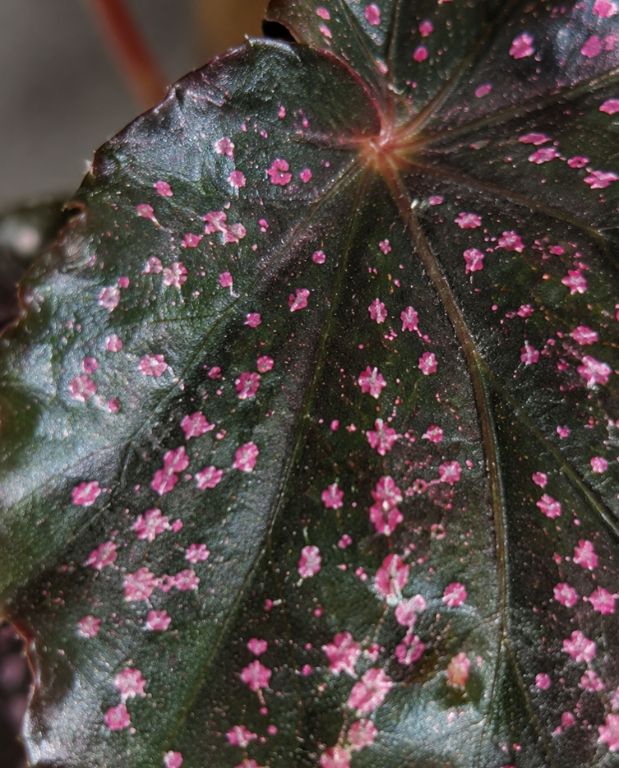 Begonia Hovaria Pink Linda