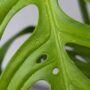 Monstera epipremnoides esqueleto