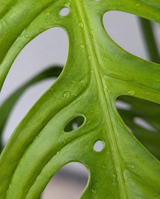 Monstera epipremnoides esqueleto