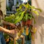 Nepenthes Monkey Jars Sam