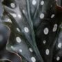 Begonia Maculata Black Forest