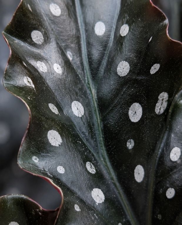 Begonia Maculata Black Forest
