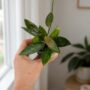 Hoya Carnosa Gracilis
