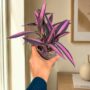 Tradescantia Pallida Purple Heart
