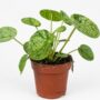 Pilea Peperomioides Mojito