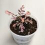 Phyllanthus Urinaria Variegata