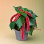 Acalypha Hispida Pink