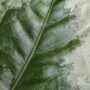 Elatostema Vittatum