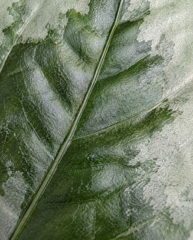 Elatostema Vittatum