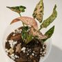 Syngonium Pink Rolli