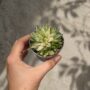 Haworthia Marumiana Variegata