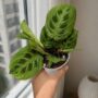 Maranta Leuconeura Golden Veins