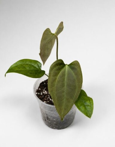 Anthurium Napo