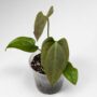 Anthurium Napo