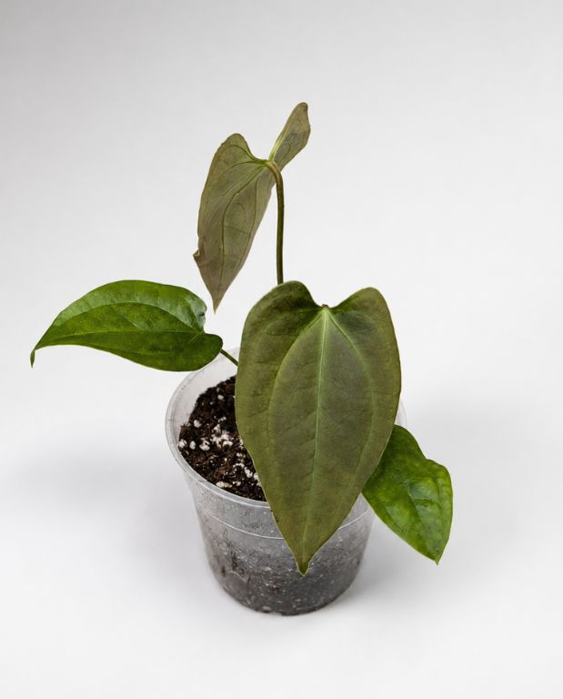 Anthurium Napo