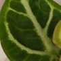 Anthurium Dorayaki