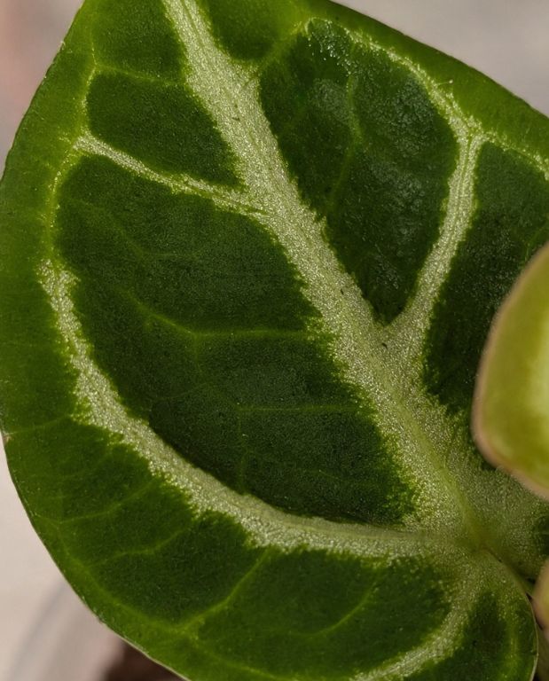 Anthurium Dorayaki