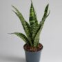 Sansevieria Trifasciata Black Coral