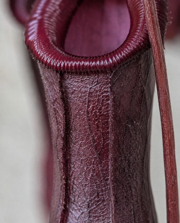 Nepenthes Monkey Jars Bill