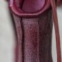 Nepenthes Monkey Jars Bill