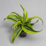 Dracaena Lemon Surprise