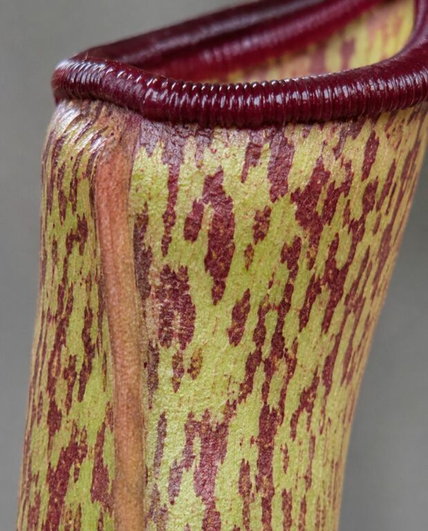 Nepenthes Monkey Jars Sam