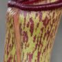 Nepenthes Monkey Jars Sam