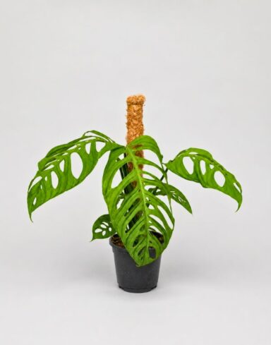 Monstera epipremnoides esqueleto