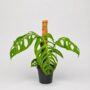 Monstera epipremnoides esqueleto