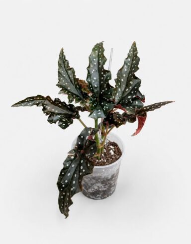 Begonia Maculata Black Forest