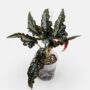 Begonia Maculata Black Forest