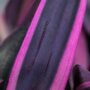 Tradescantia Pallida Purple Heart