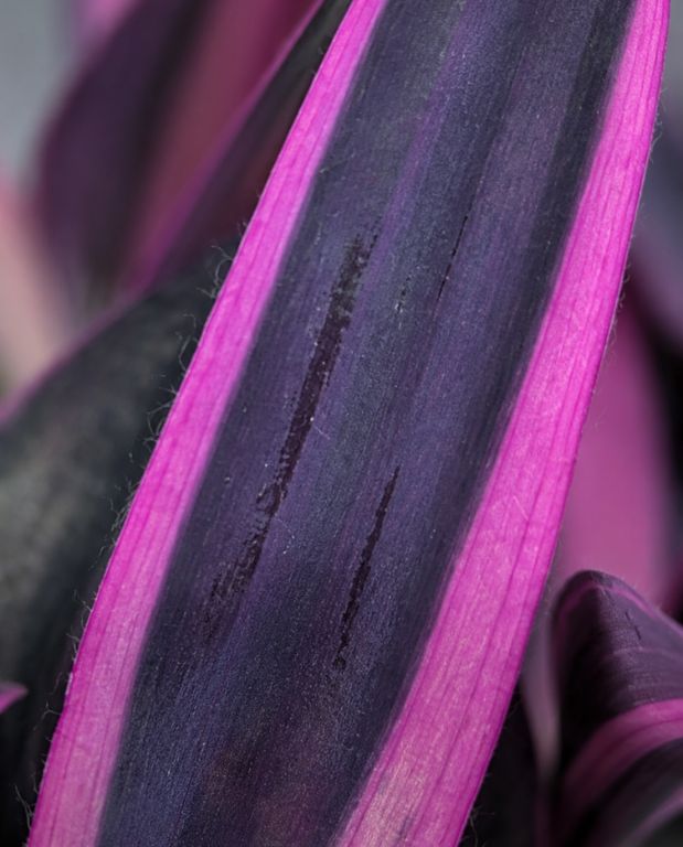 Tradescantia Pallida Purple Heart