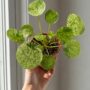 Pilea Peperomioides Mojito