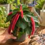 Acalypha Hispida Pink
