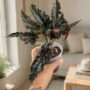 Begonia Maculata Black Forest