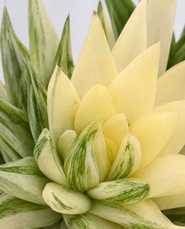 Haworthia Marumiana Variegata