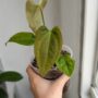 Anthurium Napo