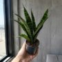 Sansevieria Trifasciata Black Coral
