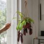 Nepenthes Monkey Jars Bill