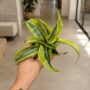 Dracaena Lemon Surprise