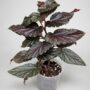 Begonia Hovaria Pink Linda